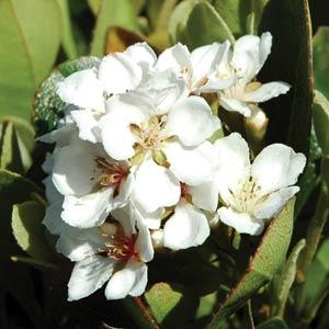 Oriental Pearl Rhaphiolepis - Bloom
