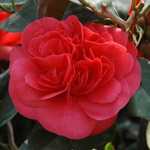 Curly Lady Camellia - Bloom