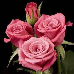 Rose My Bouquet Deja Blu - Bloom