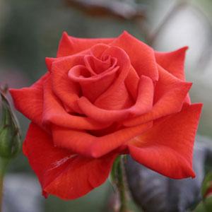 Rose My Bouquet Powerhouse - Bloom
