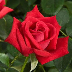 Rose My Bouquet Patron - Bloom