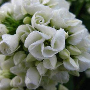Phlox paniculata Tiara - Bloom