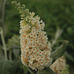 Flutterby Grande® Vanilla Buddleia - Bloom