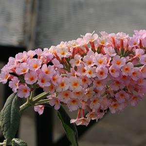 Flutterby Grande® Peach Cobbler Buddleia - Bloom
