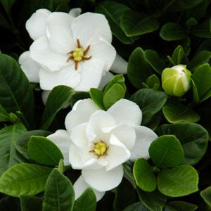 Buttons Gardenia - Bloom