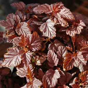 Burgundy Candy Physocarpus - Bloom
