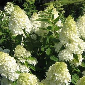 Sweet Summer Hydrangea paniculata - Bloom