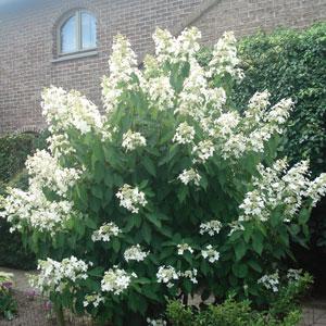 Sweet Summer Hydrangea paniculata - Garden