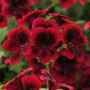 Candy Flowers Dark Red Regal Geranium - Bloom