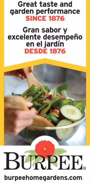 Banner - Standard Salad