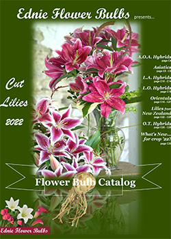 2022 Lily Catalog