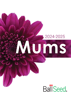 2024 Garden Mums Catalog