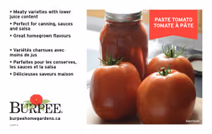 Bench Card - Tomato - Paste