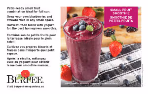 Bench Card - Small Fruit Smoothie