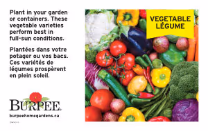 Bench Card - Vegetable