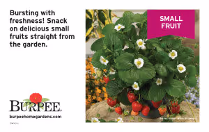 Bench Card - Small Fruit