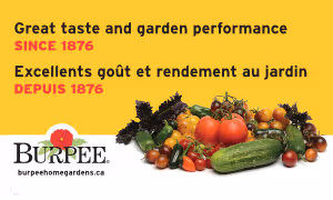 Lrg Banner - Vegetables