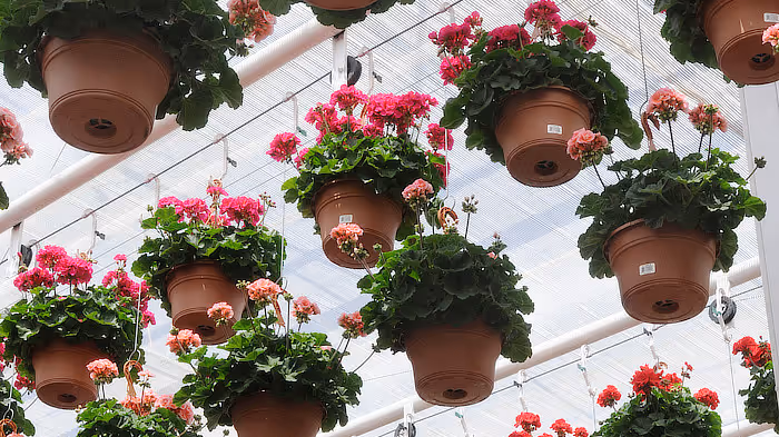 Annuals in the greenhouse