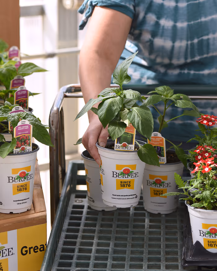 Burpee products in store