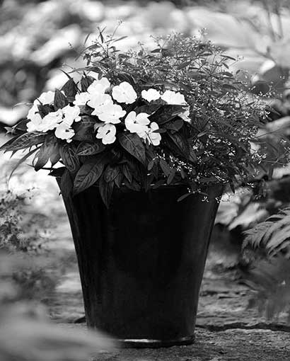 black and white Impatiens container