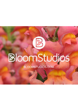BloomStudios homepage