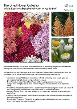Dried Flower Collection Information Guide