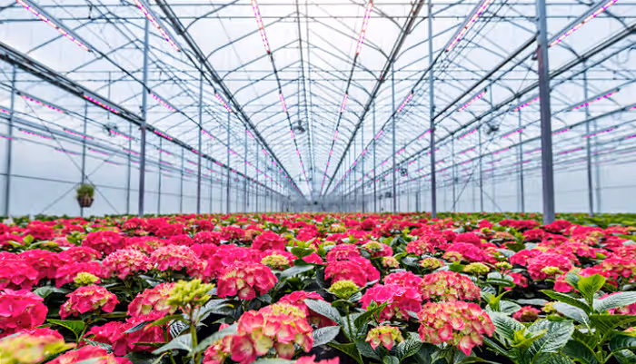 LED lighting in greenhouse