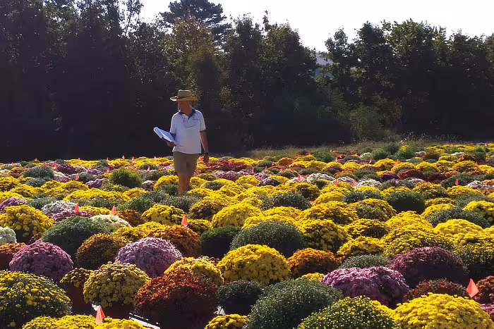 Mums growing