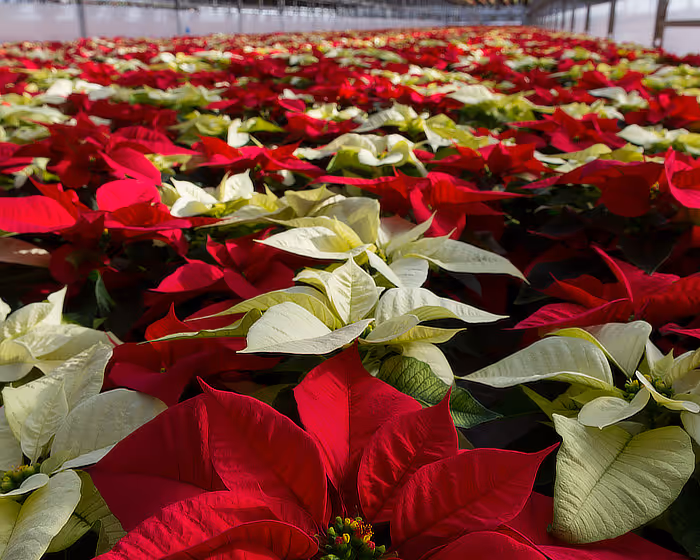 Poinsettias in greenhouse