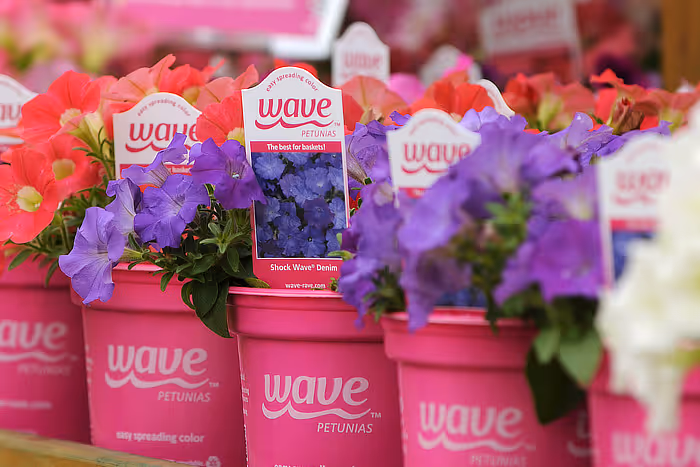 Wave pots on shelf
