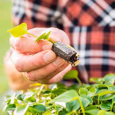 GreenPlugs in greenhouse