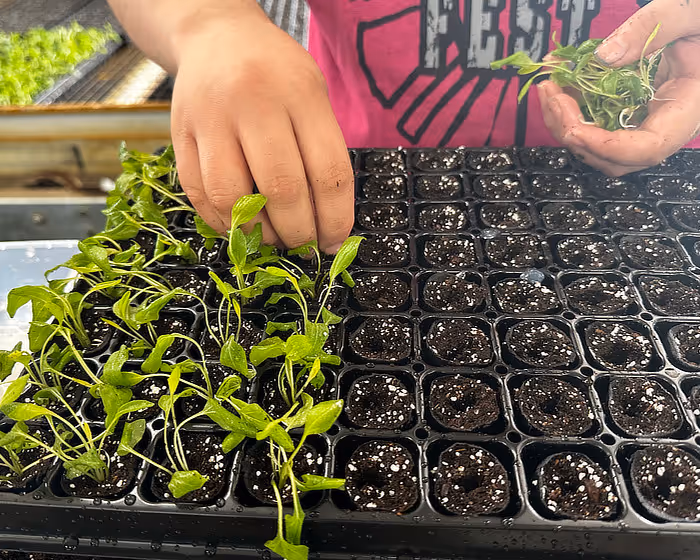 Tissue Culture Raised Liners